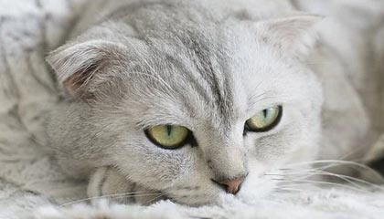 盛世娱乐官网-蓝湾高尔夫球大师赛中国选手张维维获亚军